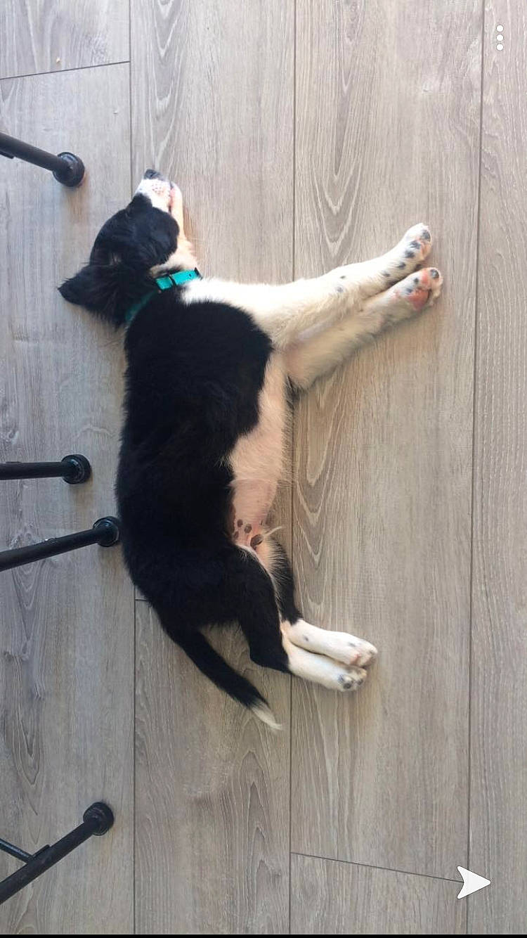 Pilou participe au concours pour gagner de l'argent avec cette photo : border_collie, canidae, carnivore, cat, dog, dog_breed, felidae, floor, karelian_bear_dog, sporting_group, tail