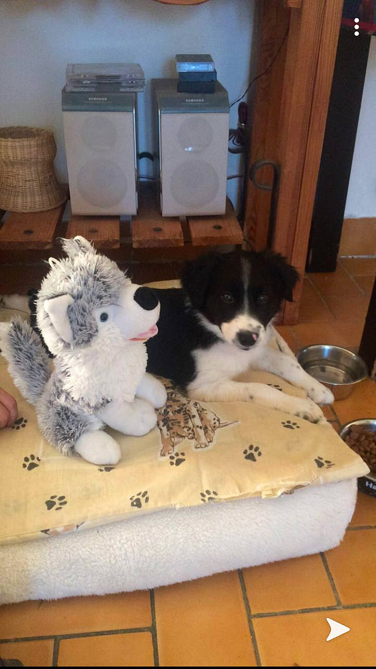 Pilou a rejoint le concours — aidez-le/la à gagner de superbes lots ! australian_shepherd, border_collie, canidae, carnivore, companion_dog, dog, dog_breed, mammal, puppy, sporting_group