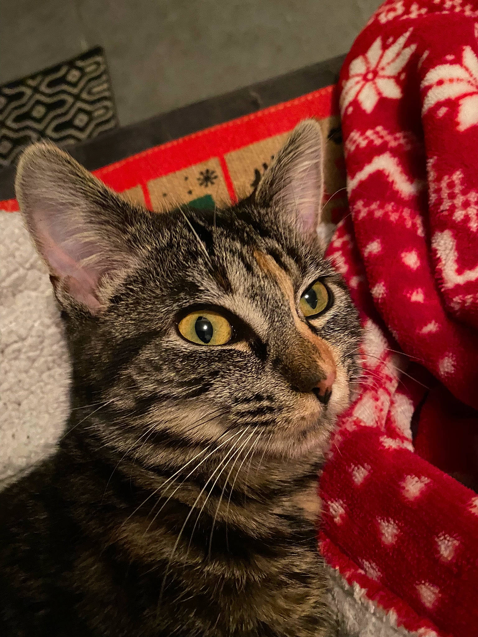 Kasteel participe au concours pour gagner de l'argent avec cette photo : art, carnivore, cat, claw, close_up, domestic_short_haired_cat, felidae, fur, illustration, linens, pattern, paw, small_to_medium_sized_cats, snout, terrestrial_animal, tree, whiskers, wildlife, window