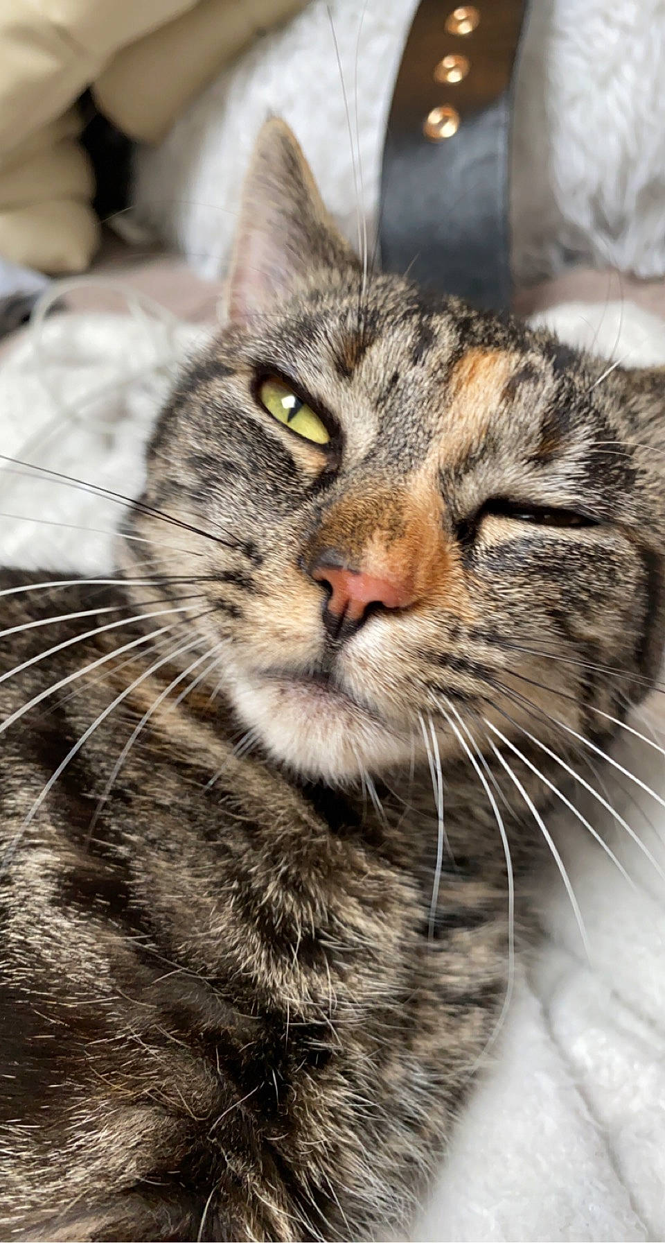 Kasteel participe au concours pour gagner de l'argent avec cette photo : carnivore, cat, close_up, domestic_short_haired_cat, felidae, fur, mammal, monochrome_photography, small_to_medium_sized_cats, snout, terrestrial_animal, vertebrate, whiskers, wildlife