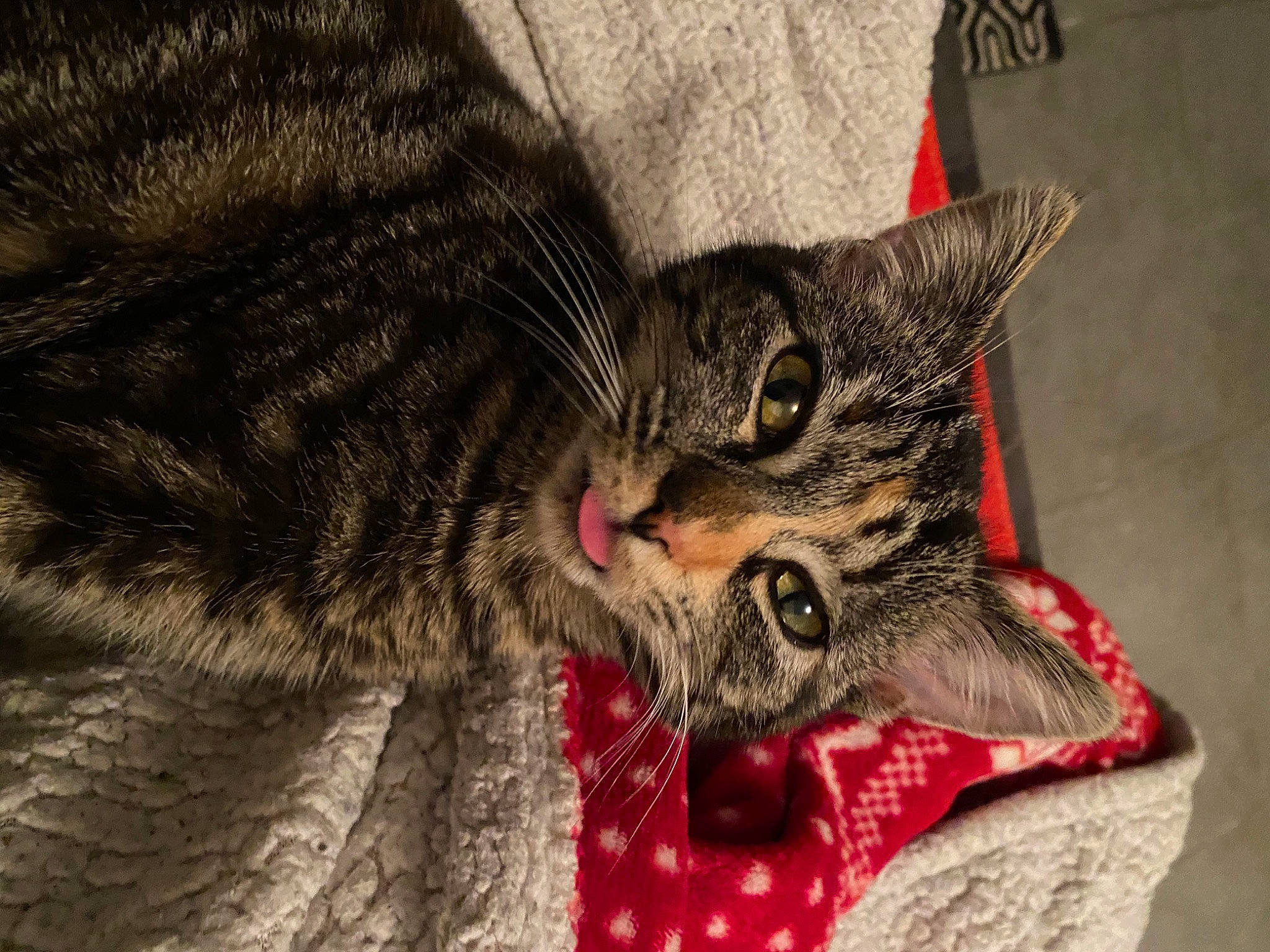 Kasteel a rejoint le concours — aidez-le/la à gagner de superbes lots ! carnivore, cat, claw, comfort, domestic_short_haired_cat, event, felidae, fur, pattern, paw, small_to_medium_sized_cats, snout, terrestrial_animal, whiskers