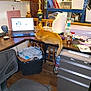 cat, orange_cat, laptop, desk, office, lamp, root_beer_can, chair, shelf, papers, hand_sanitizer, cup_with_straw, hairbrush, storage_bin, wooden_floor, clutter, workstation, indoor, feline, computer