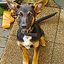 Symba participe au concours pour gagner de l'argent avec cette photo : dog, puppy, outdoor, ears, collar, pet, animal, curious, brown, black, white, sitting, tail, pavement, garden, metal_basin, debris, young, alert, cute