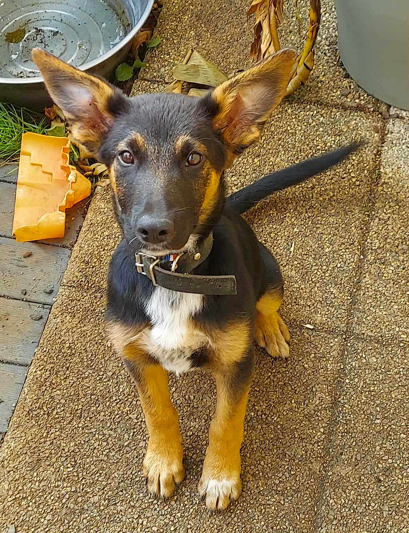 Symba