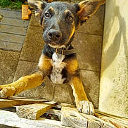 Symba a rejoint le concours — aidez-le/la à gagner de superbes lots ! puppy, dog, ears, wooden_pallet, outdoor, curious, brown, black, white_patch, collar, floor, water_bowl, leaves, concrete, looking_up, pet, animal, young_dog, front_paws, sunlight