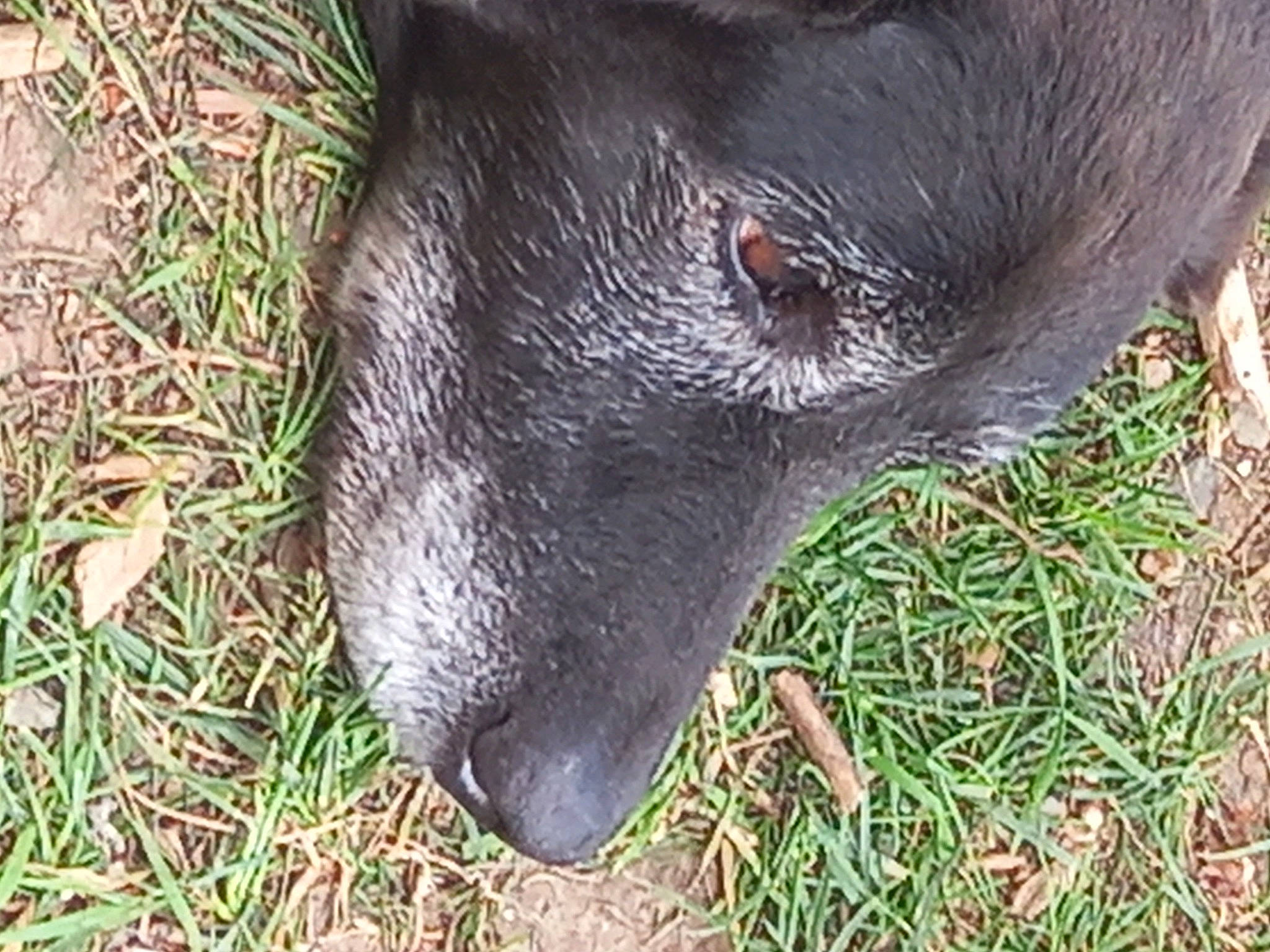 Mya participe au concours pour gagner de l'argent avec cette photo : boar, bovine, canidae, carnivore, dog, dog_breed, domestic_pig, fawn, fur, grass, groundcover, liver, livestock, plant, snout, sporting_group, suidae, terrestrial_animal, whiskers, working_animal