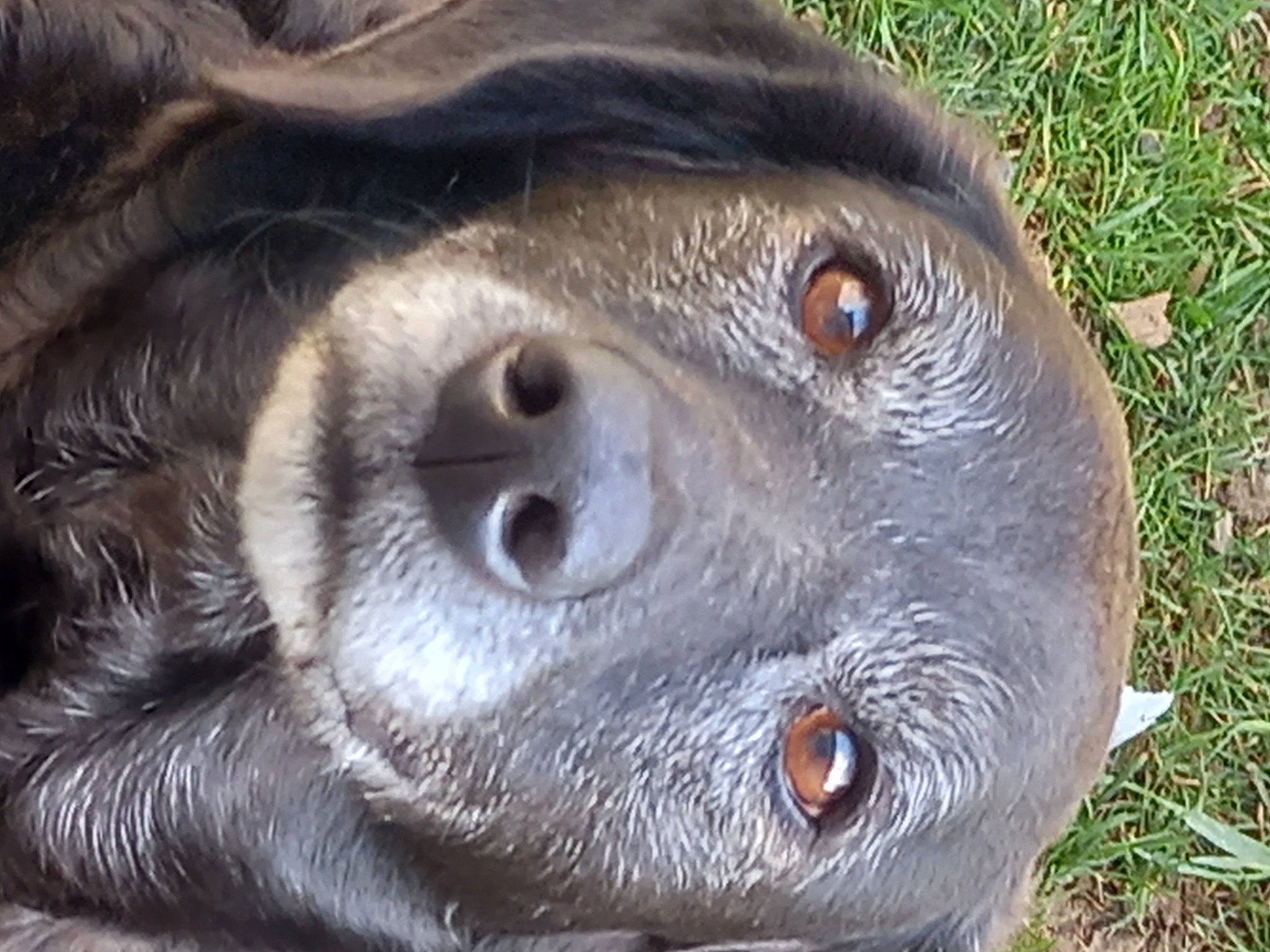 Mya participe au concours pour gagner de l'argent avec cette photo : african_grey, baltic_gray_seal, bearded_seal, california_sea_lion, close_up, dog_breed, earless_seal, eye, fur, fur_seal, harbor_seal, liver, marine_mammal, seal, snout, sporting_group, steller_sea_lion, terrestrial_animal, whiskers, wildlife