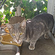 Oliven is registered to the contest to win money with this photo: animal, cat, close_up, concrete_floor, curious, ears, face, feline, gray_cat, nature, outdoor, paws, pet, plants, shadows, sunlight, tabby, water_bowls, whiskers, yellow_eyes