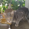 animal, cat, close_up, concrete_floor, curious, ears, face, feline, gray_cat, nature, outdoor, paws, pet, plants, shadows, sunlight, tabby, water_bowls, whiskers, yellow_eyes