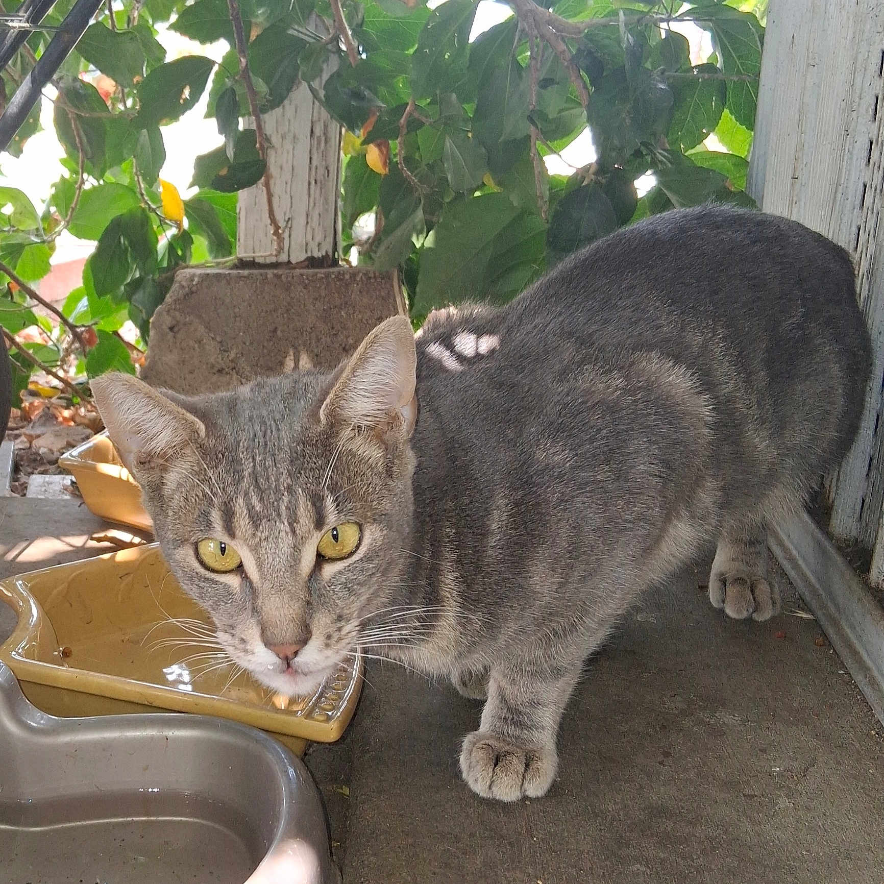Oliven is registered to the contest to win money with this photo: animal, cat, close_up, concrete_floor, curious, ears, face, feline, gray_cat, nature, outdoor, paws, pet, plants, shadows, sunlight, tabby, water_bowls, whiskers, yellow_eyes