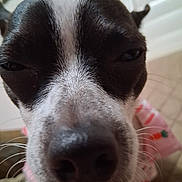 Oreo joined the competition — help win amazing prizes! dog, close_up, black_and_white, face, pet, animal, collar, whiskers, nose, ears, indoor, fur, expression, cute, sleepy, pink, pattern, carrot, background, squinting