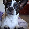 Oreo is registered to the contest to win money with this photo: dog, close_up, winking, black_and_white, ears, paws, fur, pet, canine, indoor, resting, cute, portrait, animal, domestic, cozy, expression, whiskers, soft, bed