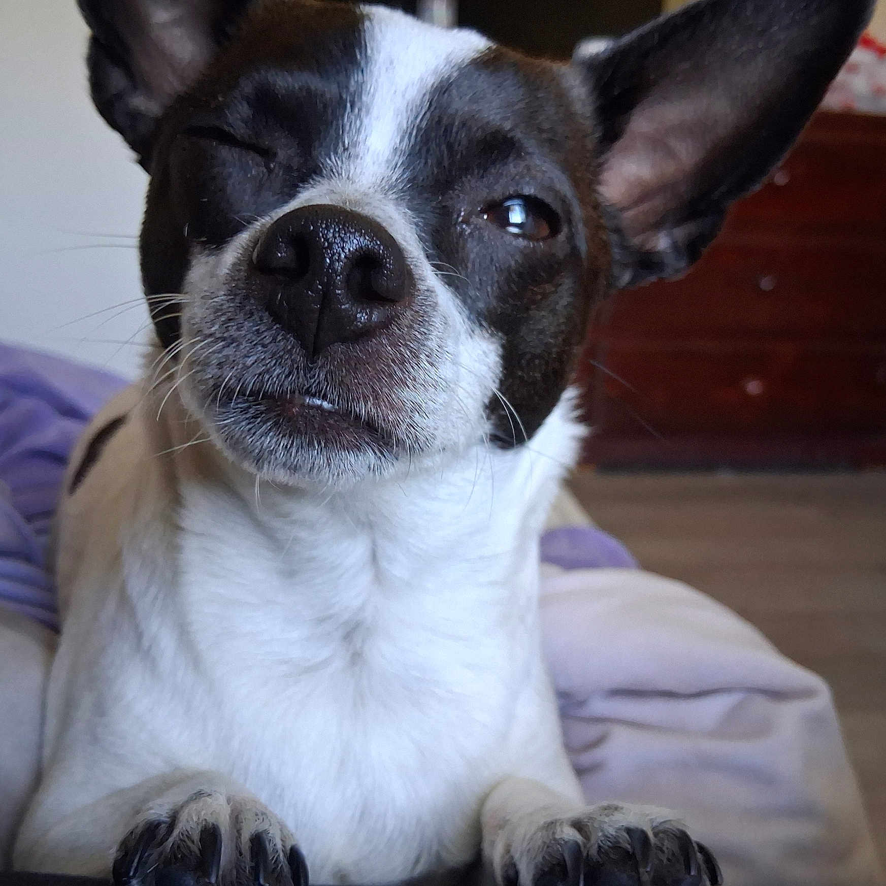 Oreo