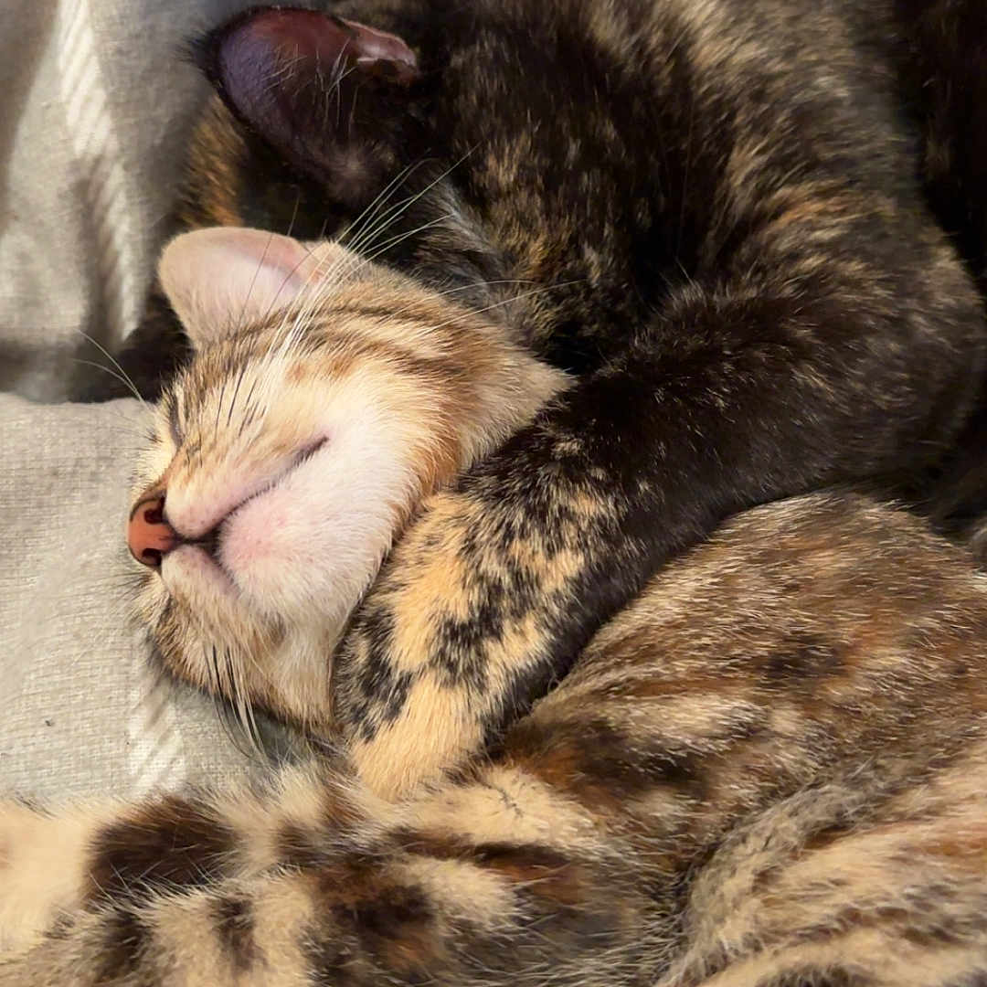 Prada Et Chanel
