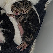 Les Jumeaux a rejoint le concours — aidez-le/la à gagner de superbes lots ! kitten, newborn, cat, sleeping, snuggling, mother_cat, fur, black_and_white, tabby, paw, cozy, blanket, resting, cute, animal, pet, indoors, closeup, young, sleep