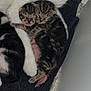 kitten, newborn, cat, sleeping, snuggling, mother_cat, fur, black_and_white, tabby, paw, cozy, blanket, resting, cute, animal, pet, indoors, closeup, young, sleep