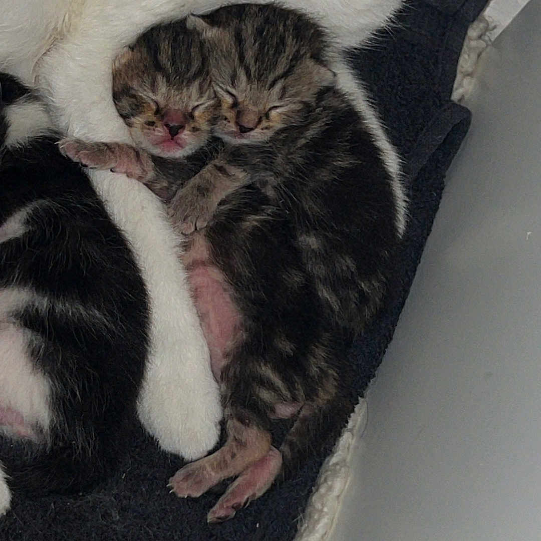 Les Jumeaux a rejoint le concours — aidez-le/la à gagner de superbes lots ! animal, black_and_white, blanket, cat, closeup, cozy, cute, fur, indoors, kitten, mother_cat, newborn, paw, pet, resting, sleep, sleeping, snuggling, tabby, young
