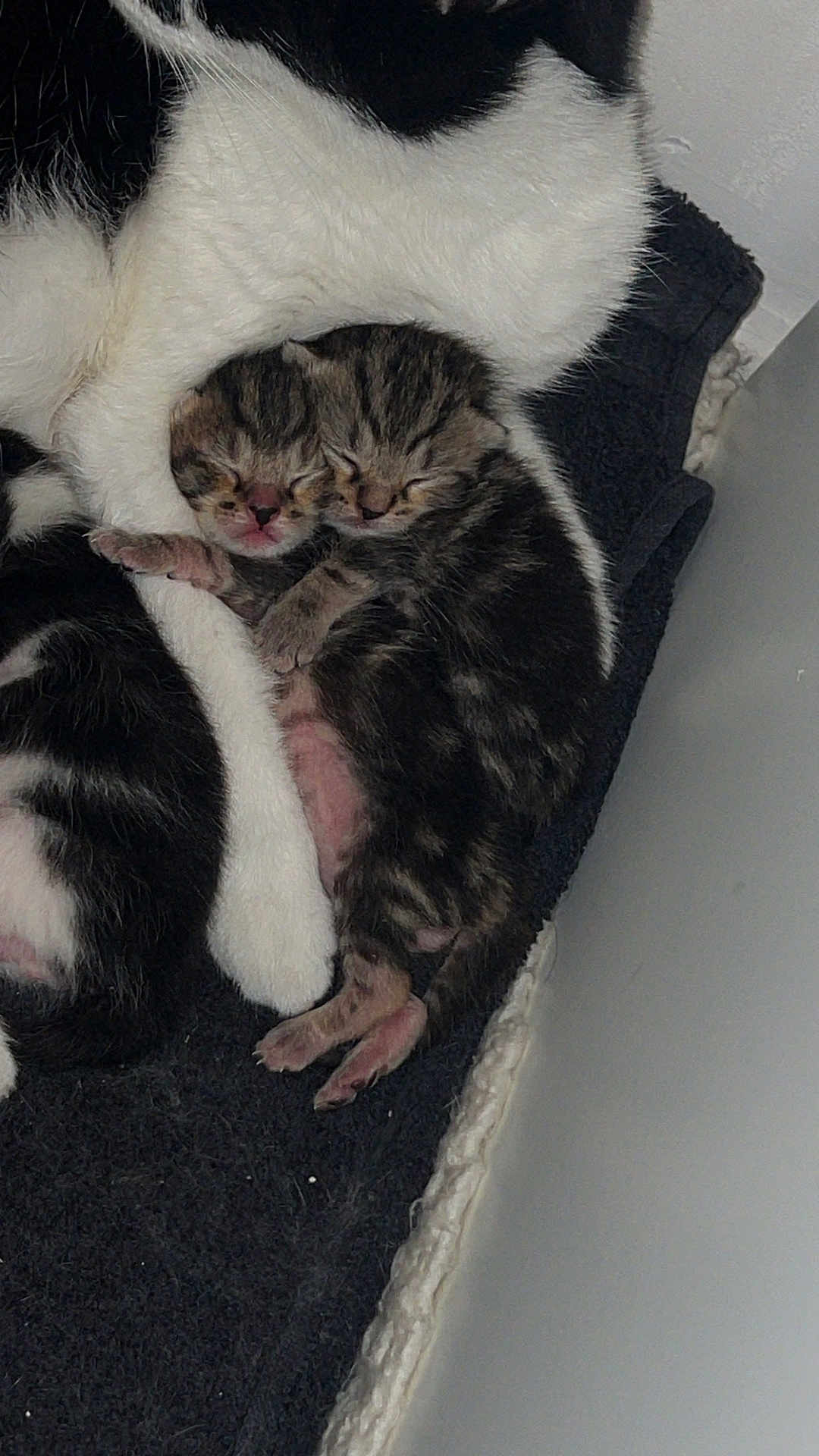 Les Jumeaux a rejoint le concours — aidez-le/la à gagner de superbes lots ! kitten, newborn, cat, sleeping, snuggling, mother_cat, fur, black_and_white, tabby, paw, cozy, blanket, resting, cute, animal, pet, indoors, closeup, young, sleep