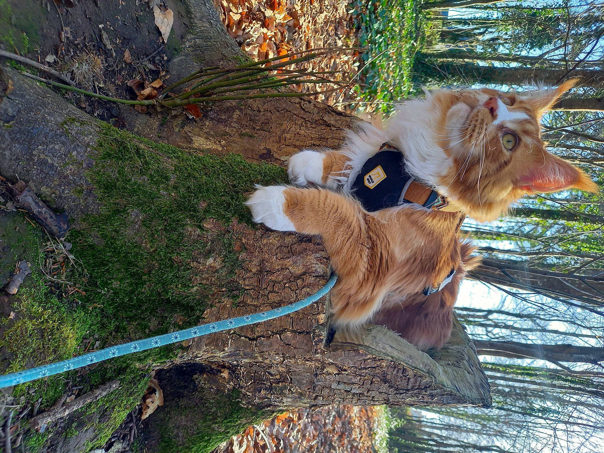 Spok participe au concours pour gagner de l'argent avec cette photo : carnivore, collar, dog_breed, fawn, felidae, fur, grass, liver, natural_material, plant, small_to_medium_sized_cats, snout, sporting_group, tail, terrestrial_animal, tree, trunk, twig, whiskers, wood