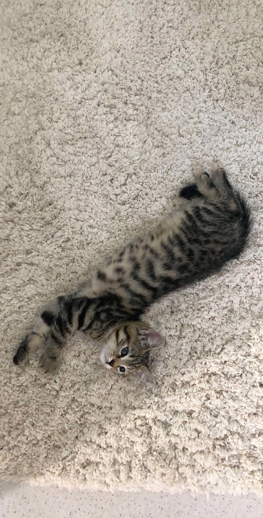 Nina participe au concours pour gagner de l'argent avec cette photo : asian, bengal, carnivore, cat, claw, dragon_li, egyptian_mau, european_shorthair, fawn, felidae, fur, kitten, mammal, savannah, small_to_medium_sized_cats, tabby_cat, tail, toyger, vertebrate, wild_cat