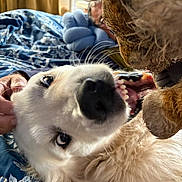 Pelops participe au concours pour gagner de l'argent avec cette photo : animal, bed, blanket, blue, close_up, cozy, dog, floral, fur, hand, indoor, interaction, mouth, pet, playful, stuffed_toy, teeth, toy, whiskers, white_dog