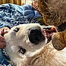animal, bed, blanket, blue, close_up, cozy, dog, floral, fur, hand, indoor, interaction, mouth, pet, playful, stuffed_toy, teeth, toy, whiskers, white_dog