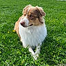Aiko participe au concours pour gagner de l'argent avec cette photo : dog, puppy, brown_and_white, fluffy, long_hair, sitting, outdoor, grass, lawn, garden, meadow, flowers, yellow_flowers, animal, pet, canine, portrait, close_up, nature, daylight
