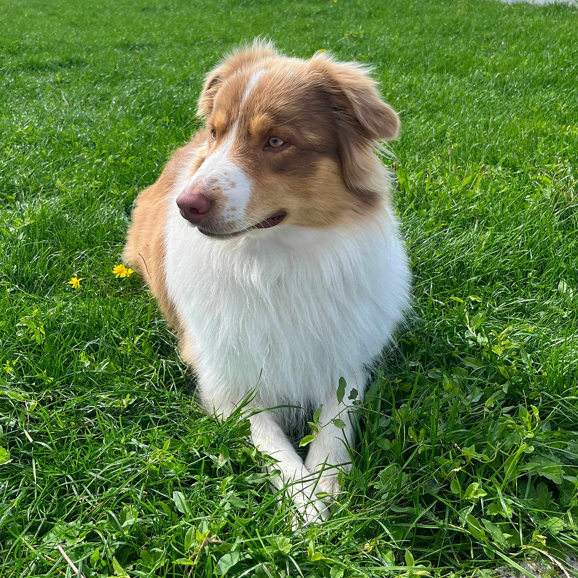 Aiko