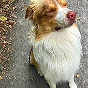 Aiko a rejoint le concours — aidez-le/la à gagner de superbes lots ! dog, brown_and_white, fluffy, long_hair, sitting, closed_eyes, pink_nose, white_chest, outdoor, pavement, pathway, fallen_leaves, autumn, pet, animal, portrait, companion, calm, cute, photography