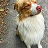 dog, brown_and_white, fluffy, long_hair, sitting, closed_eyes, pink_nose, white_chest, outdoor, pavement, pathway, fallen_leaves, autumn, pet, animal, portrait, companion, calm, cute, photography