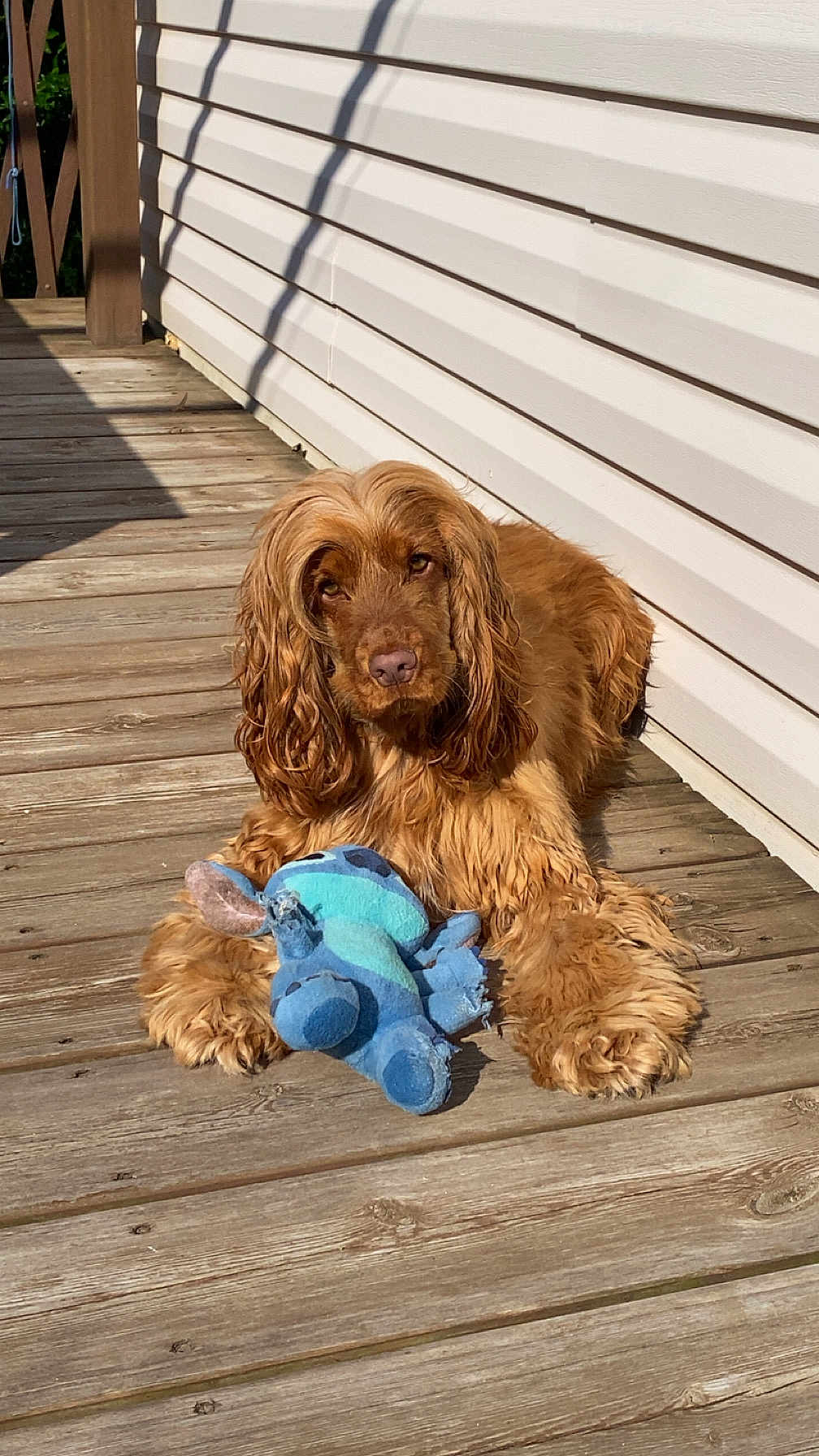 Ulka a rejoint le concours — aidez-le/la à gagner de superbes lots ! dog, brown_dog, plush_toy, wooden_deck, sunlight, outdoor, pet, animal, fur, toy, relaxed, puppy, canine, pet_toy, deck, daylight, domestic_animal, cute, fluffy, playing