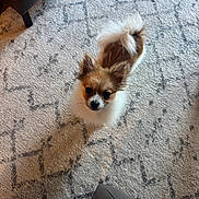 Niko is registered to the contest to win money with this photo: dog, puppy, small_dog, fluffy, long_fur, looking_up, carpet, indoor, living_room, rug_pattern, ears_up, cute, pet, companion, brown_and_white, tail, curious, portrait, furniture, floor