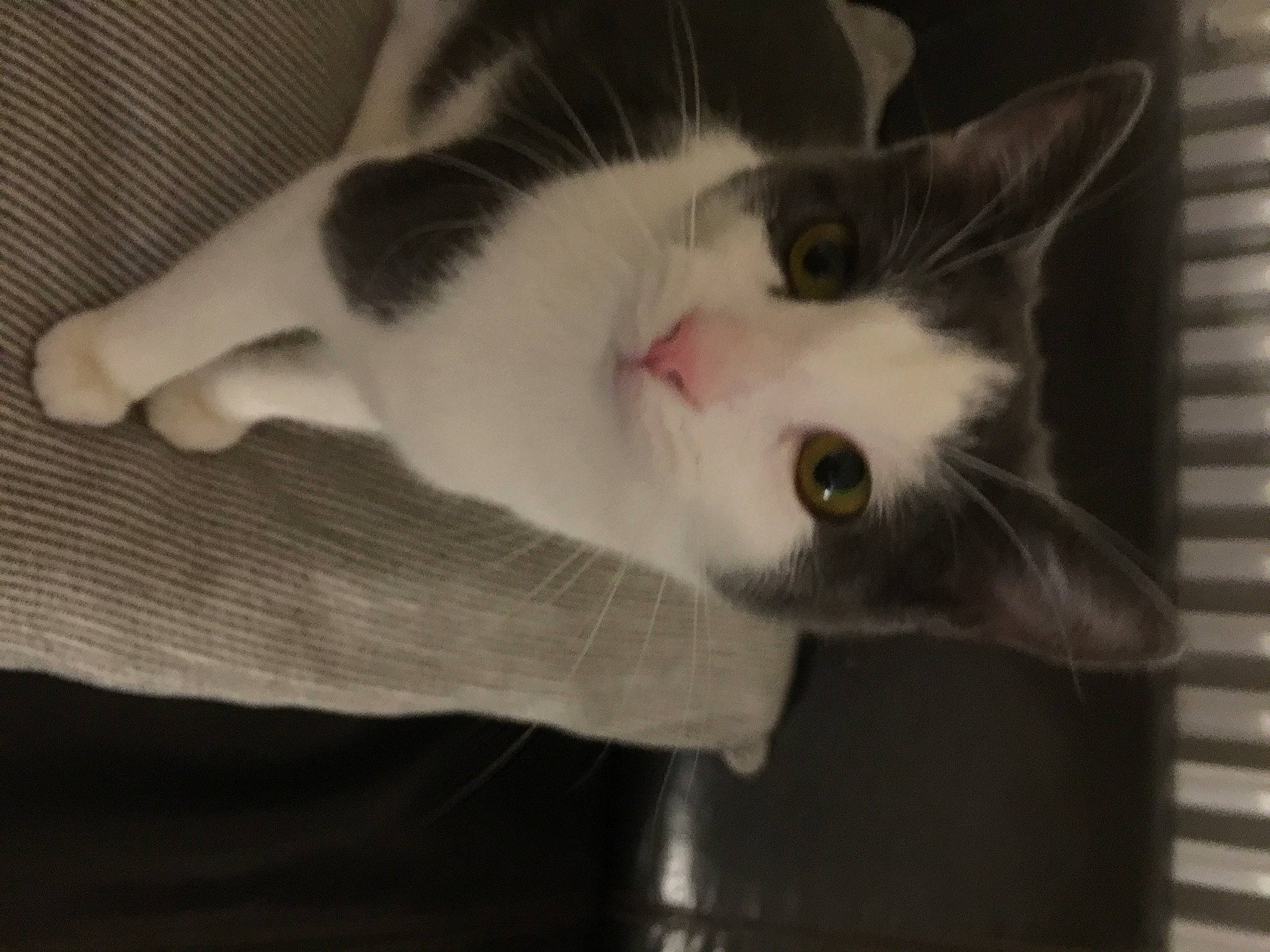 Lady participe au concours pour gagner de l'argent avec cette photo : carnivore, cat, comfort, domestic_short_haired_cat, ear, eye, felidae, fur, hardwood, head, monochrome_photography, paw, small_to_medium_sized_cats, snout, tail, whiskers, wood