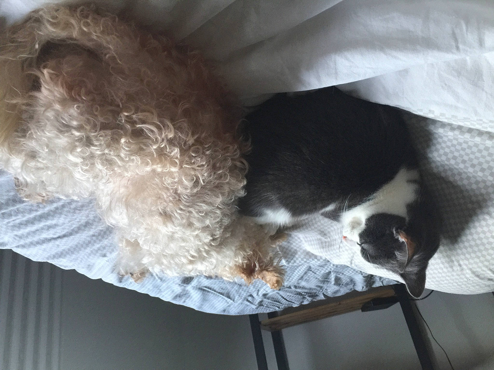 Lady a rejoint le concours — aidez-le/la à gagner de superbes lots ! canidae, carnivore, cat_supply, comfort, companion_dog, dog, dog_breed, felidae, fur, grey, linens, mammal, nap, paw, pet_supply, small_to_medium_sized_cats, snout, sporting_group, tail, whiskers