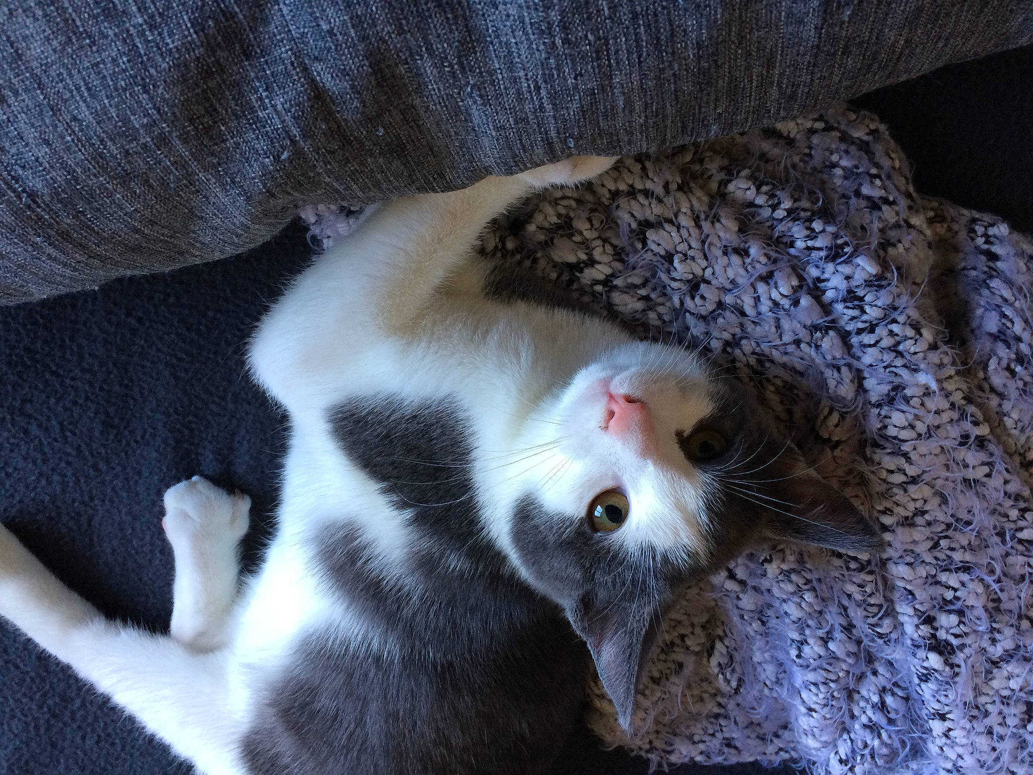 Lady a rejoint le concours — aidez-le/la à gagner de superbes lots ! canidae, carnivore, cat, claw, domestic_short_haired_cat, felidae, fur, grey, paw, plant, small_to_medium_sized_cats, snout, sporting_group, tail, terrestrial_animal, tree, whiskers, wood