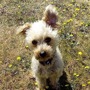 Frippon a rejoint le concours — aidez-le/la à gagner de superbes lots ! canidae, carnivore, collar, companion_dog, dog, dog_breed, dog_collar, dog_supply, flower, fur, grass, plant, shih_poo, small_terrier, snout, soil, sporting_group, terrier, toy_dog, working_animal