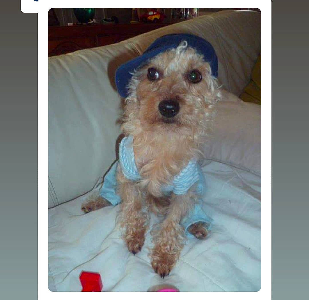 Frippon a rejoint le concours — aidez-le/la à gagner de superbes lots ! carnivore, collar, companion_dog, dog, dog_breed, dog_clothes, dog_collar, dog_supply, fashion_accessory, fur, liver, pet_supply, small_terrier, snout, sporting_group, terrier, toy, toy_dog, water_dog, working_animal