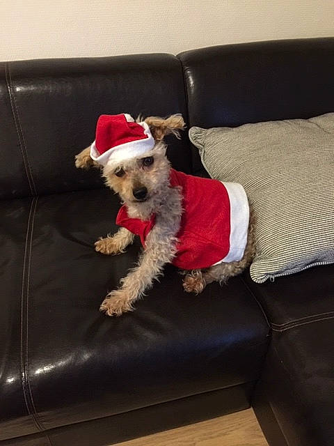 Frippon participe au concours pour gagner de l'argent avec cette photo : carnivore, chair, collar, comfort, companion_dog, costume_hat, couch, dog, dog_breed, dog_clothes, dog_collar, dog_supply, fashion_accessory, furniture, hat, pillow, small_terrier, terrier, toy_dog, working_animal