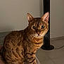 cat, tabby, pet, indoor, couch, furniture, animal, whiskers, ears, alert, eyes, fur, striped, floor, rug, fan, electronics, home, domestic, comfort