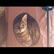 Moogly a rejoint le concours — aidez-le/la à gagner de superbes lots ! cat, tabby_cat, pet, animal, indoor, cozy, fabric_hideout, circular_opening, wicker_basket, metal_stand, curious, feline, whiskers, ears, fur, looking, resting, soft_light, home, comfortable