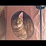 cat, tabby_cat, pet, animal, indoor, cozy, fabric_hideout, circular_opening, wicker_basket, metal_stand, curious, feline, whiskers, ears, fur, looking, resting, soft_light, home, comfortable
