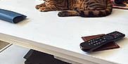 Moogly participe au concours pour gagner de l'argent avec cette photo : cat, tabby_cat, table, remote_control, magazine, living_room, tv_screen, bookshelf, vase, dried_flowers, carpet, furniture, entertainment_center, decor, indoor, resting, pet, cozy, home, relaxation