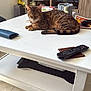 cat, tabby_cat, table, remote_control, magazine, living_room, tv_screen, bookshelf, vase, dried_flowers, carpet, furniture, entertainment_center, decor, indoor, resting, pet, cozy, home, relaxation