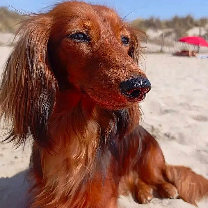 Taïwa a rejoint le concours — aidez-le/la à gagner de superbes lots ! afghanhound, animal, beach, canine, coast, cockerspaniel, dog, goldenretriever, hound, nature, outdoors, papillon, person, pet, puppy, sea, shoreline, snout, terrier, water