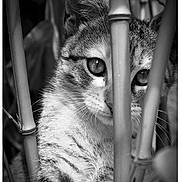 Maya participe au concours pour gagner de l'argent avec cette photo : alone, animal, bamboo, black_and_white, cat, close_up, curious, eyes, feline, hiding, nature, outdoor, pet, plant, portrait, soft_fur, striped, tabby, whiskers, young_cat