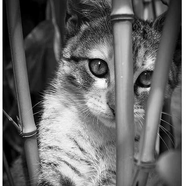 Maya participe au concours pour gagner de l'argent avec cette photo : alone, animal, bamboo, black_and_white, cat, close_up, curious, eyes, feline, hiding, nature, outdoor, pet, plant, portrait, soft_fur, striped, tabby, whiskers, young_cat