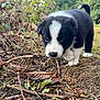 Moss joined the competition — help win amazing prizes! puppy, dog, black_and_white, outdoors, grass, leaves, twigs, nature, curious, young, animal, small, cute, walking, fur, pet, mammal, playful, closeup, background_blur