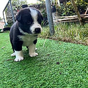 Moss joined the competition — help win amazing prizes! puppy, dog, black_and_white, grass, outdoor, pet, young, animal, curious, nature, garden, small, cute, fur, standing, green, plant, yard, adorable, canine