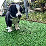 puppy, dog, black_and_white, grass, outdoor, pet, young, animal, curious, nature, garden, small, cute, fur, standing, green, plant, yard, adorable, canine