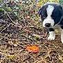 Moss joined the competition — help win amazing prizes! puppy, dog, black_and_white, outdoor, forest_floor, grass, leaf, twigs, nature, young_animal, cute, curious, pet, canine, close_up, animal, walking, small, fur, exploring